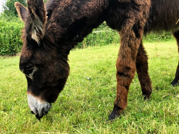 IOW Donkey Sanctuary
