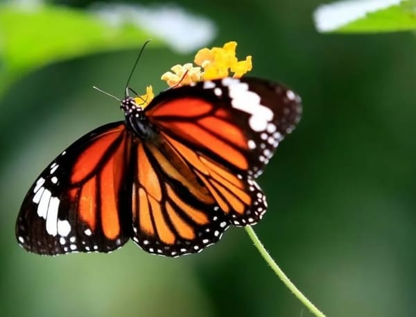 Butterfly World