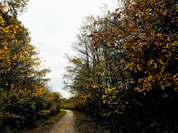 Parkhurst Forest