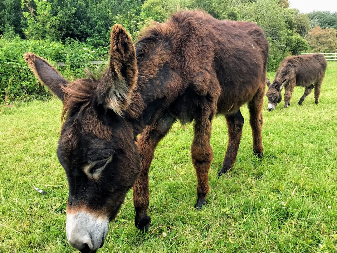 IOW Donkey Sanctuary - image 1