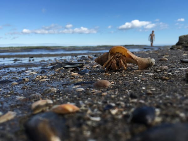 Bembridge Beach